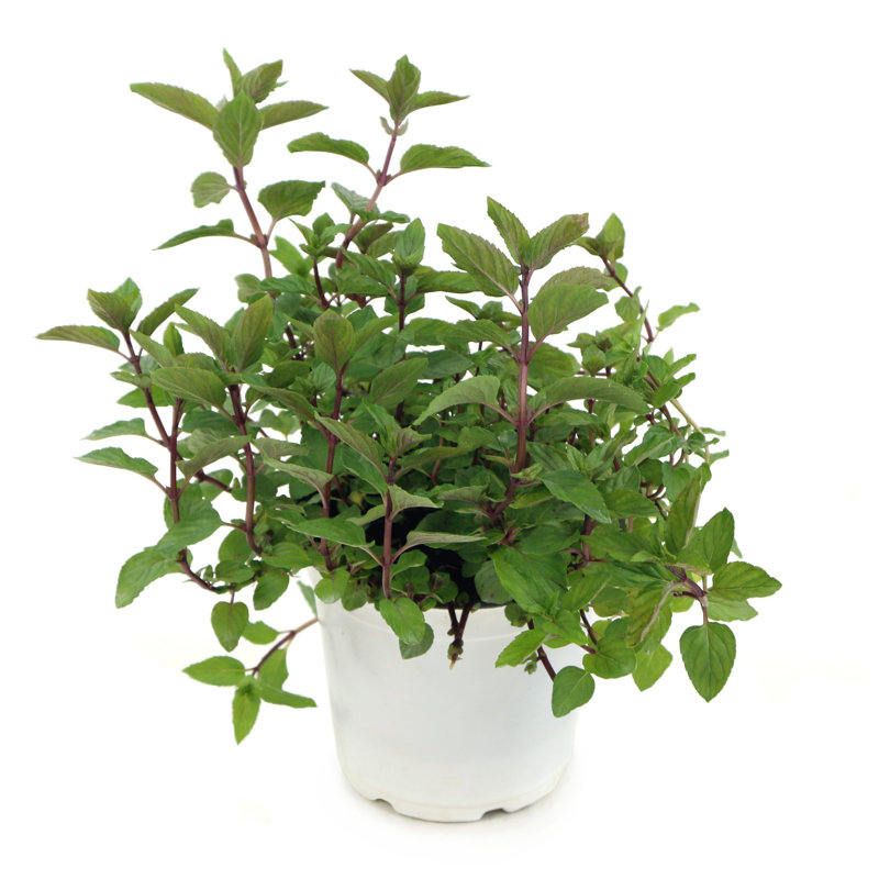 4 in. Herb Chocolate Mint (3-Pack)