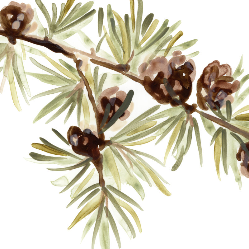 Simple Pine Cone III by June Erica Vess - Wrapped Canvas Painting, 76cm H x 76cm W