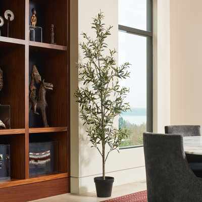 7FT Slim Olive Tree in Grower Pot