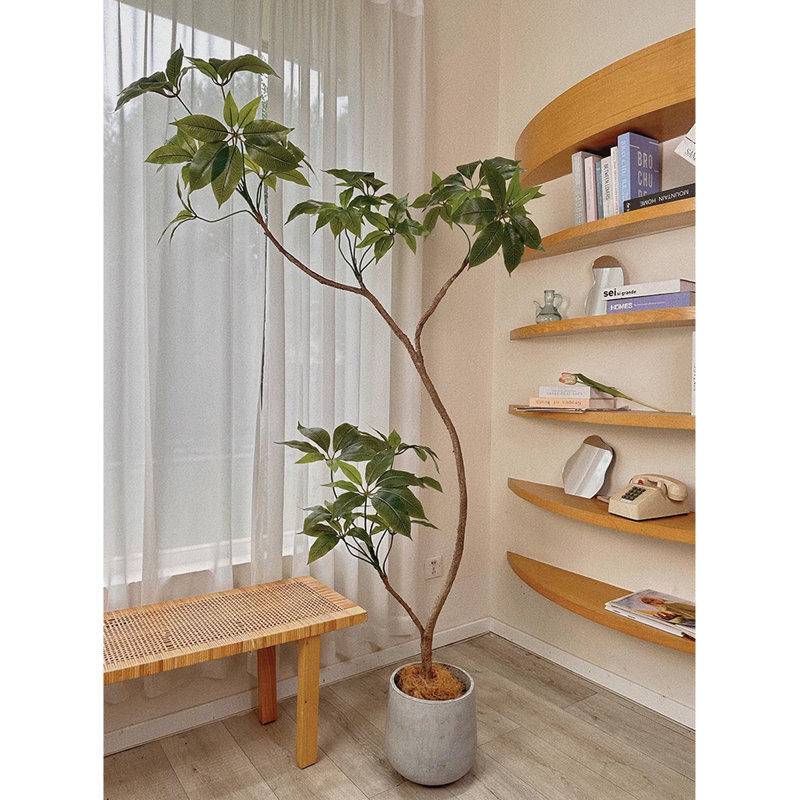 Plante d'intérieur en pot vert clair, H 70,87 po x l 9,45 po x P 9,45 po
