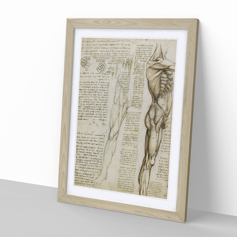 Human Anatomy Vol.6 by Leonardo Da Vinci - Picture Frame Drawing, 65cm H x 48cm W x 2cm D, Oak Framed