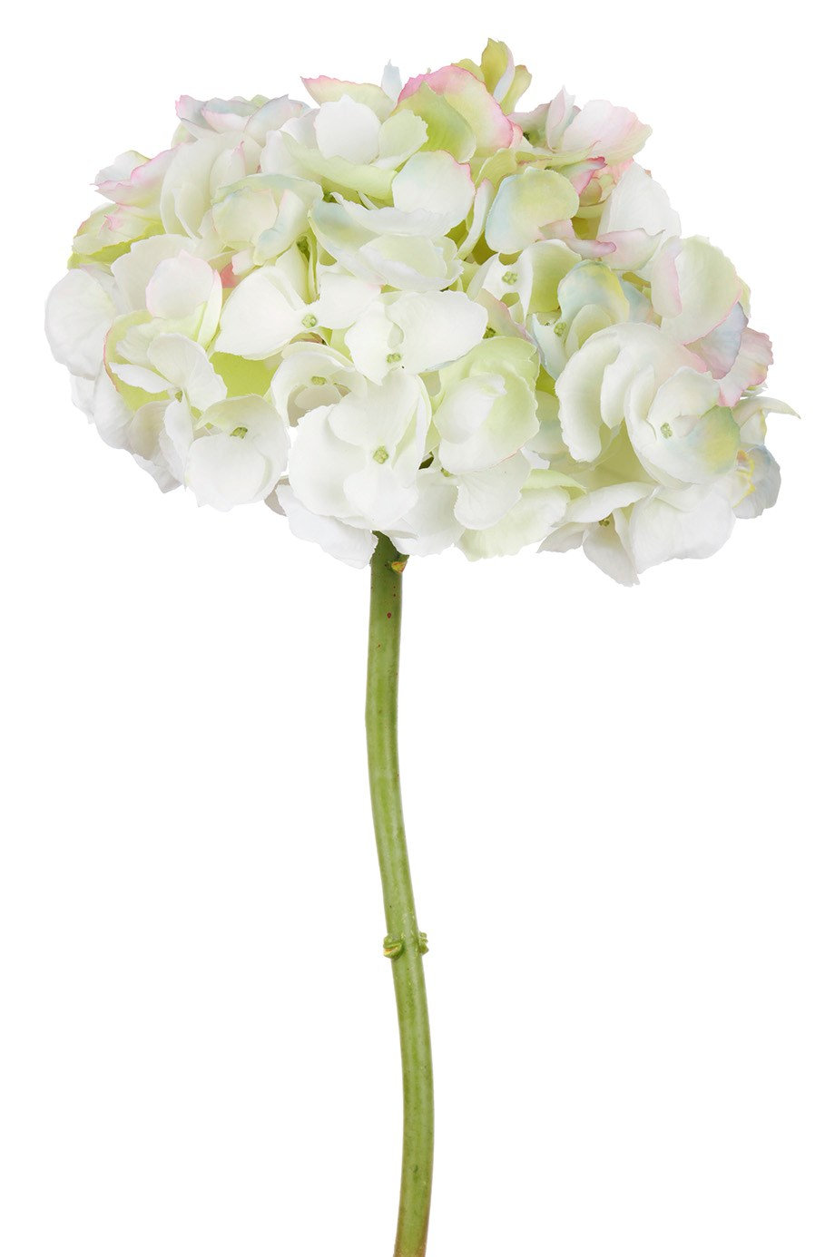 Hydrangea Floral Stems