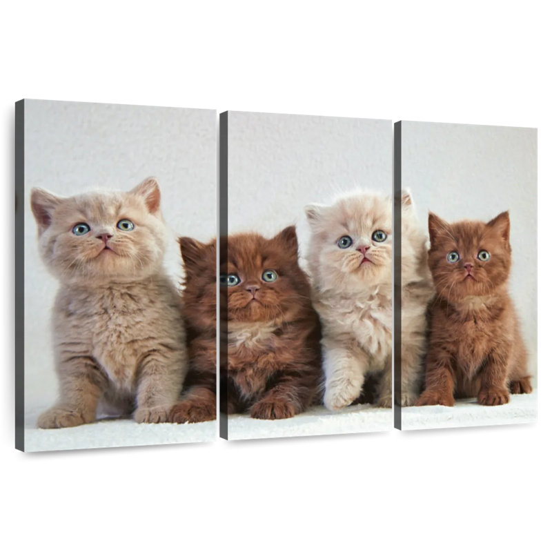 Brampt British Shorthair Cats, 42" H x 65" W