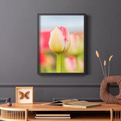 Twotone Tulip Framed Print  Solid Wood