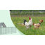 Walk in Chicken Run avec Chicken Run