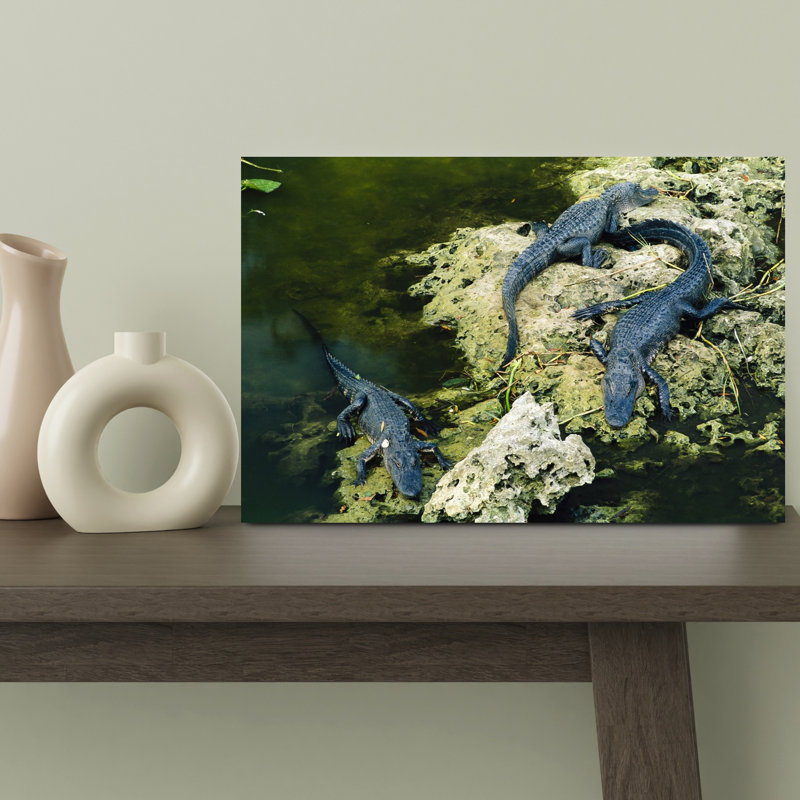 Alligators Resting In Swamp, Everglades National Park, Florida, Usa Contemporary Wall Art, H 12 po x l 18 po