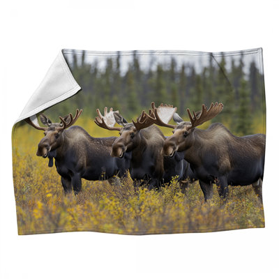 Jeté Moose