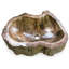 Lavabo en bois pétrifié, naturel