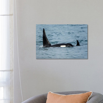 Killer whale or orca pod (Orcinus orca), Resurrection Bay, Kenai Fjords National Park, Alaska, USA. 1 Piece Wrapped Canvas Wall Art