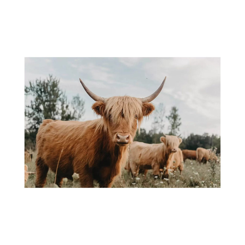 Highland Cow by Chelsea Victoria - Wrapped Canvas Gallery-Wrapped Canvas Giclée, 101.6 cm H x 66.04 cm W x 1.91 cm D