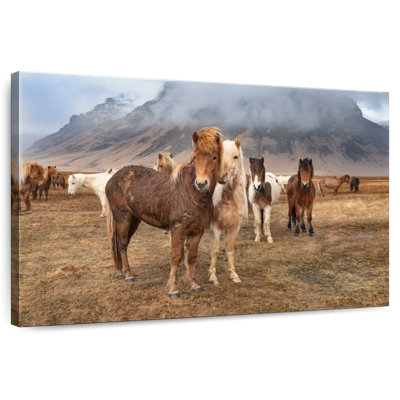 Brampt The Amazing Icelandic Horses