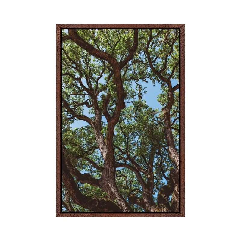 Texas Cottonwoods by Bethany Young - Print on Canvas, Classic Brown Wood Framed, 66.04cm H x 45.72cm W x 3.81cm D