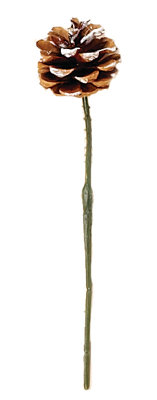 Cône de pin
