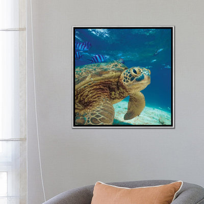 " Green Sea Turtle, Balicasag Island " by Tim Fitzharris
