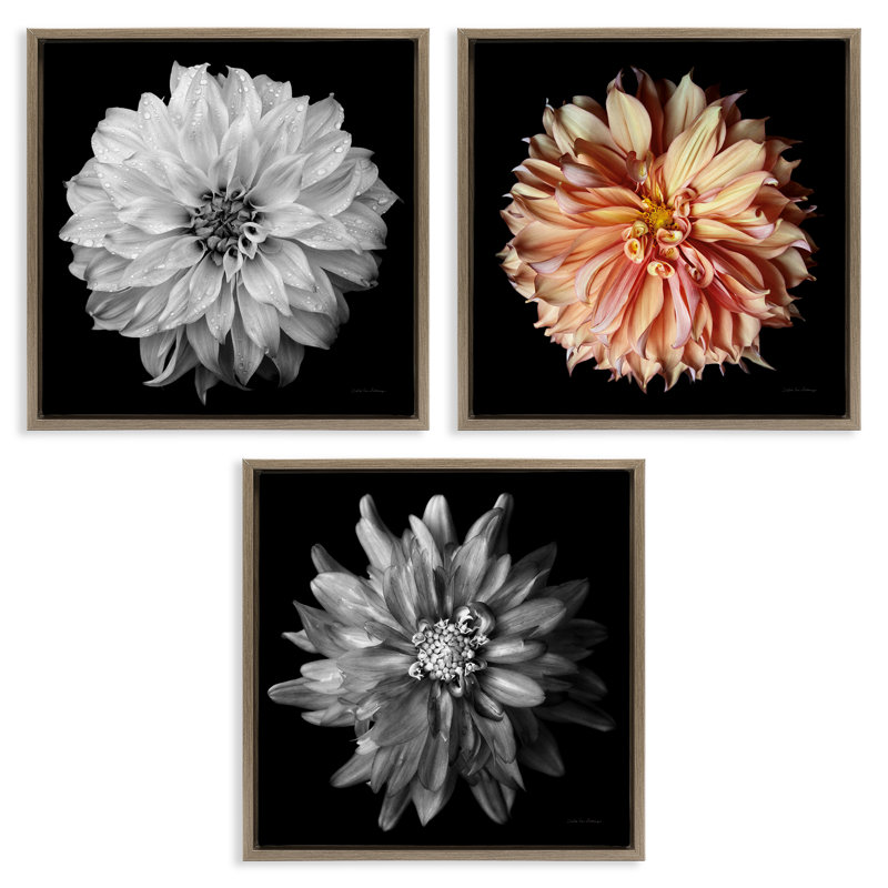 «Dahlia», ensemble de 3 reproductions détaillées sur toile encadrée par Debra Van Swearingen, H 18 po x l 18 po
