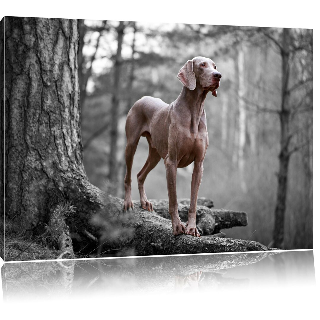 Leinwandbild Weimaraner on Tree Roots