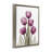 Pink X-Ray Tulips-517642467-509323323