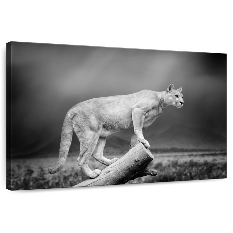 Crowle Dramatic Cougar, 16" H x 24" W