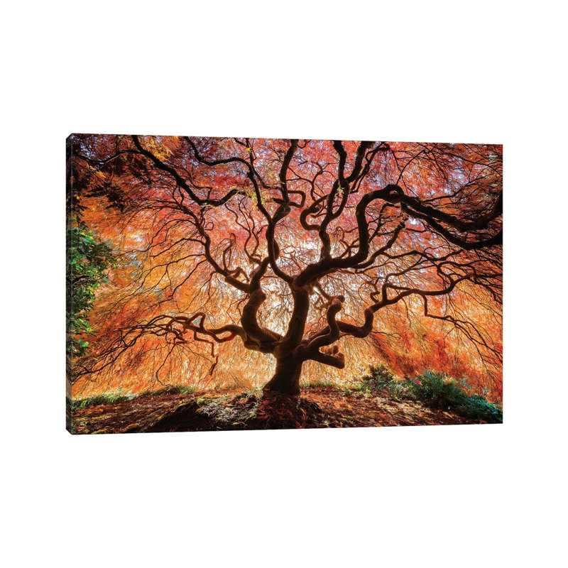 Tentacles And Sun, Seattle, Washington III by Jim Nilsen - Print on Canvas, 152.5 cm H x 101.5 cm W x 3.175 cm D