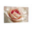 Plantes et fleurs, rose doux, gros plan sur toile-1036621407