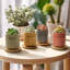 Hovhan Ceramic Pot Planter
