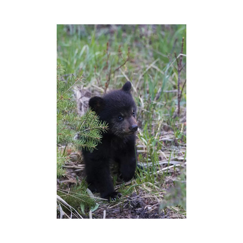 Black Bear Cub Exploring by Ken Archer - Wrapped Canvas Print, 20.32 cm H x 30.48 cm W