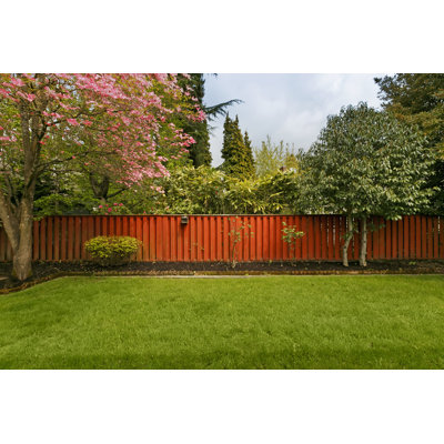 Fenced Yard by Chuckcollier