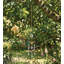 Ornement suspendu Daydream-126678677