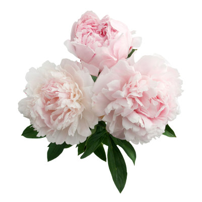 " Pink Peony Flower " by Nambitomo