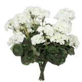Geranium Bush