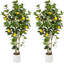121.9cm Faux Lemon Plant-199865458