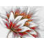 Fleur rouge avec centre doré - impression de salon encadrée-570073578