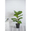 Grand figuier artificiel en pot 25,5 po - ensemble de 2 - vert / noir