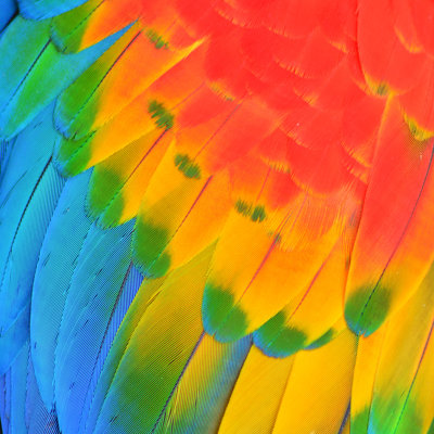 " Scarlet Macaw Feathers " by Thawats