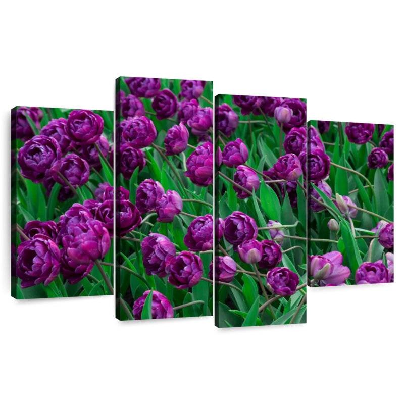 Alvord Violet Tulips