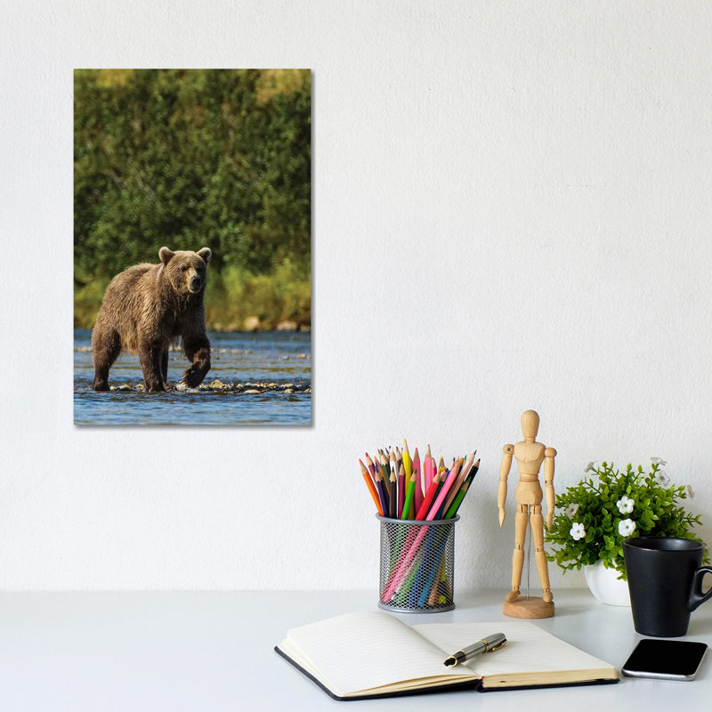 Grizzly Or Brown Bear (Ursus Arctos), Moraine Creek (River), Katmai NP And Reserve, Alaska by Michael DeFreitas - Wrapped Canvas Print