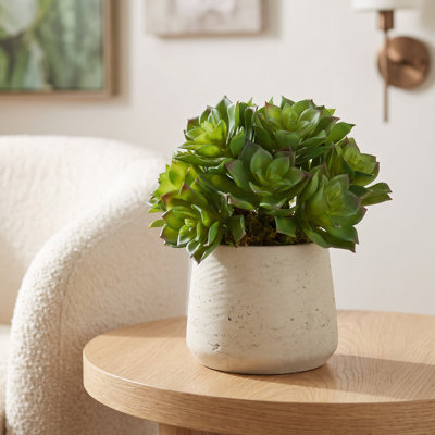 Echeveria et mousse dans un pot en fibre de pierre