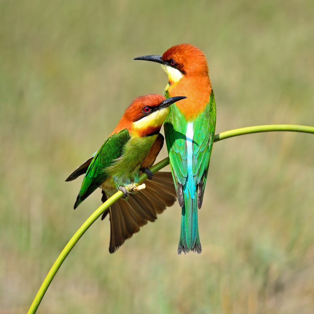 Leechburg Chestnut Headed Bee Eater - Leinwandfoto