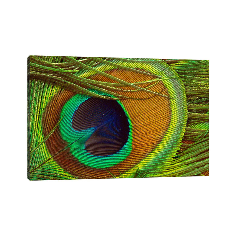 Indian Peafowl Male Display Feather, Native To India And Southeast Asia by Gerry Ellis - Wrapped Canvas Print