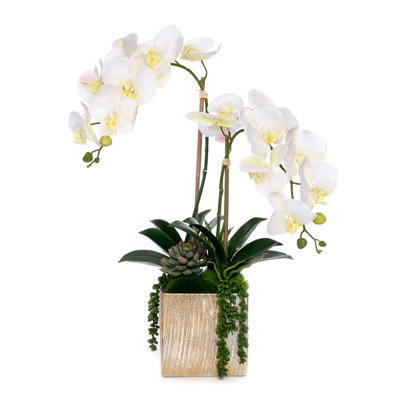 Orchid, Succulent Arrangement