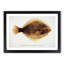 Illustration of a Greenback Flounder Fish by F.E. Clarke - Picture Frame Painting Print-55579360-55579359