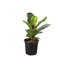 Live Fiddle Leaf Fig Plant