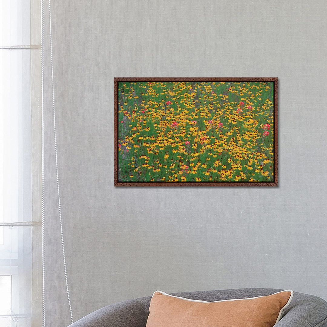 Paintbrush And Coreopsis Meadow, Hill Country, Texas von Tim Fitzharris - Gallery-Wrapped Canvas Giclée