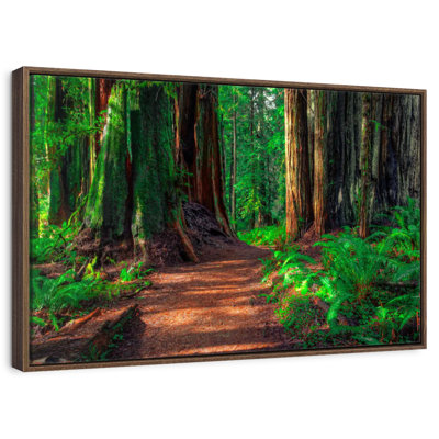 Redwood Forest Path