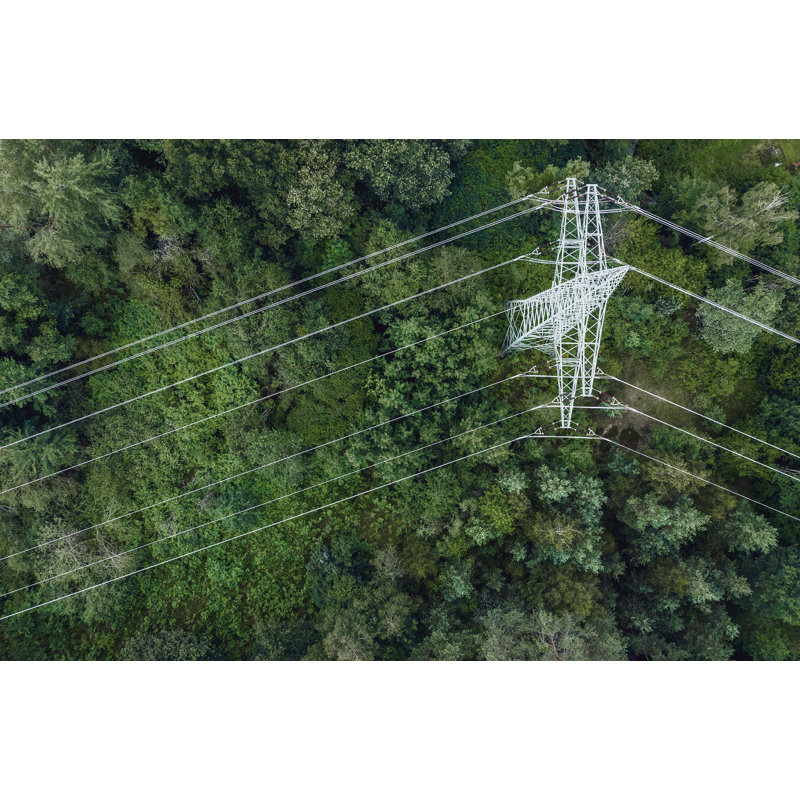 Obstructed Forest 1 par Thom Filicia - photographie sans cadre