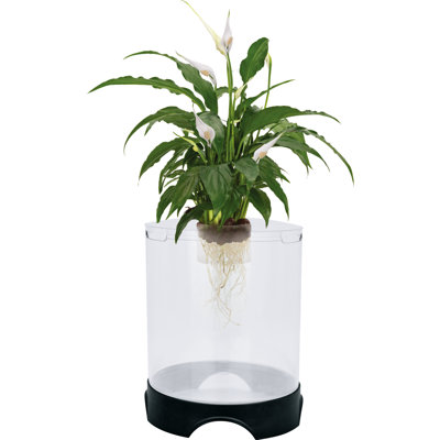 10'' Plant