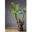 Aylor Handmade Glass Table Vase-894100245