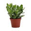 Live Jade Plant