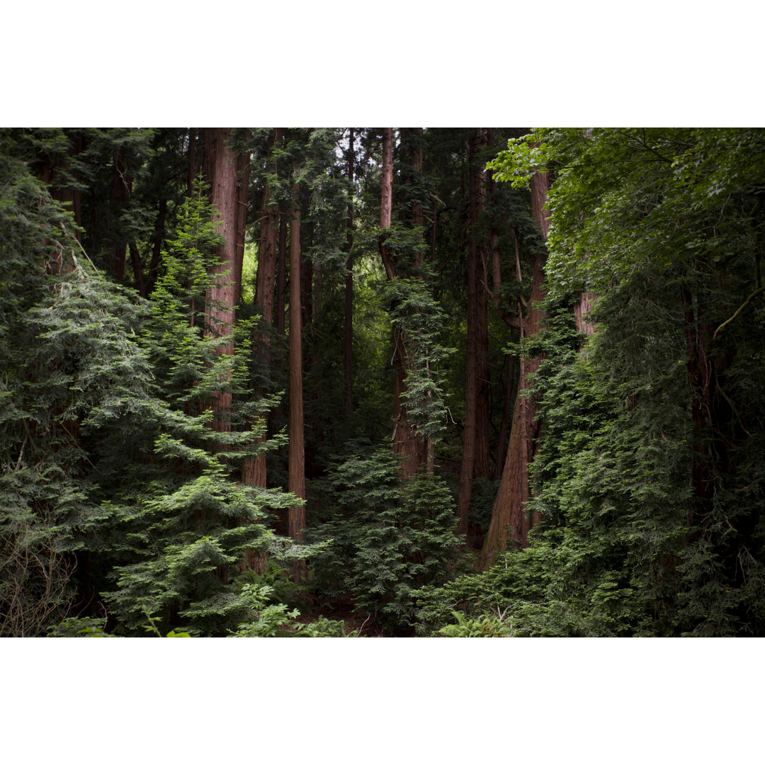 Redwood Wald