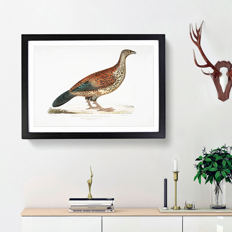 Curria Partridge Illustration by John Edward Gray - Framed Print, 27cm H x 36cm W x 2cm D, Black Framed